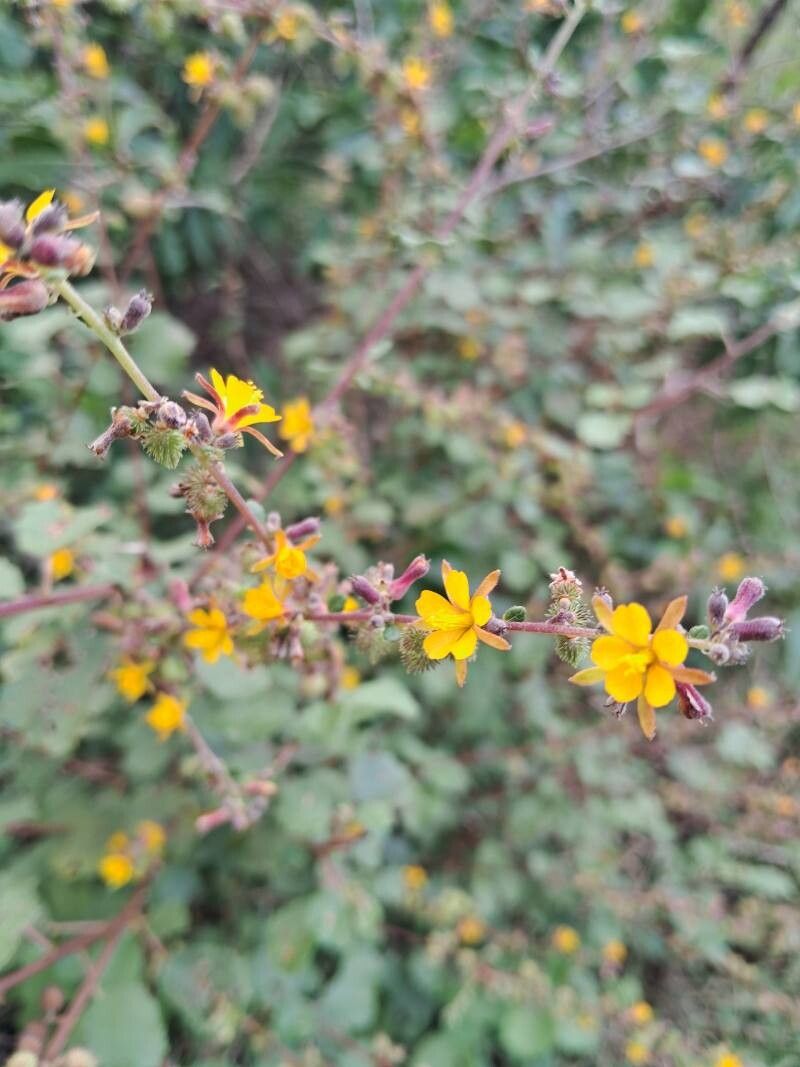 Triumfetta rotundifolia — houseplant care guide