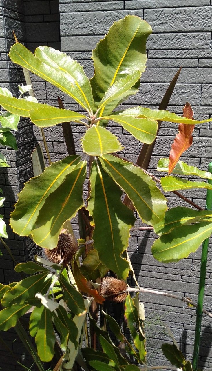 Banksia robur — search result for 'Banksia'