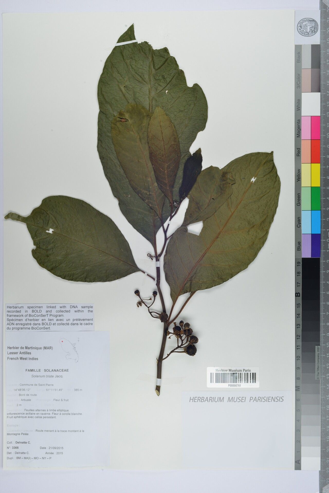 Solanum triste — houseplant care guide