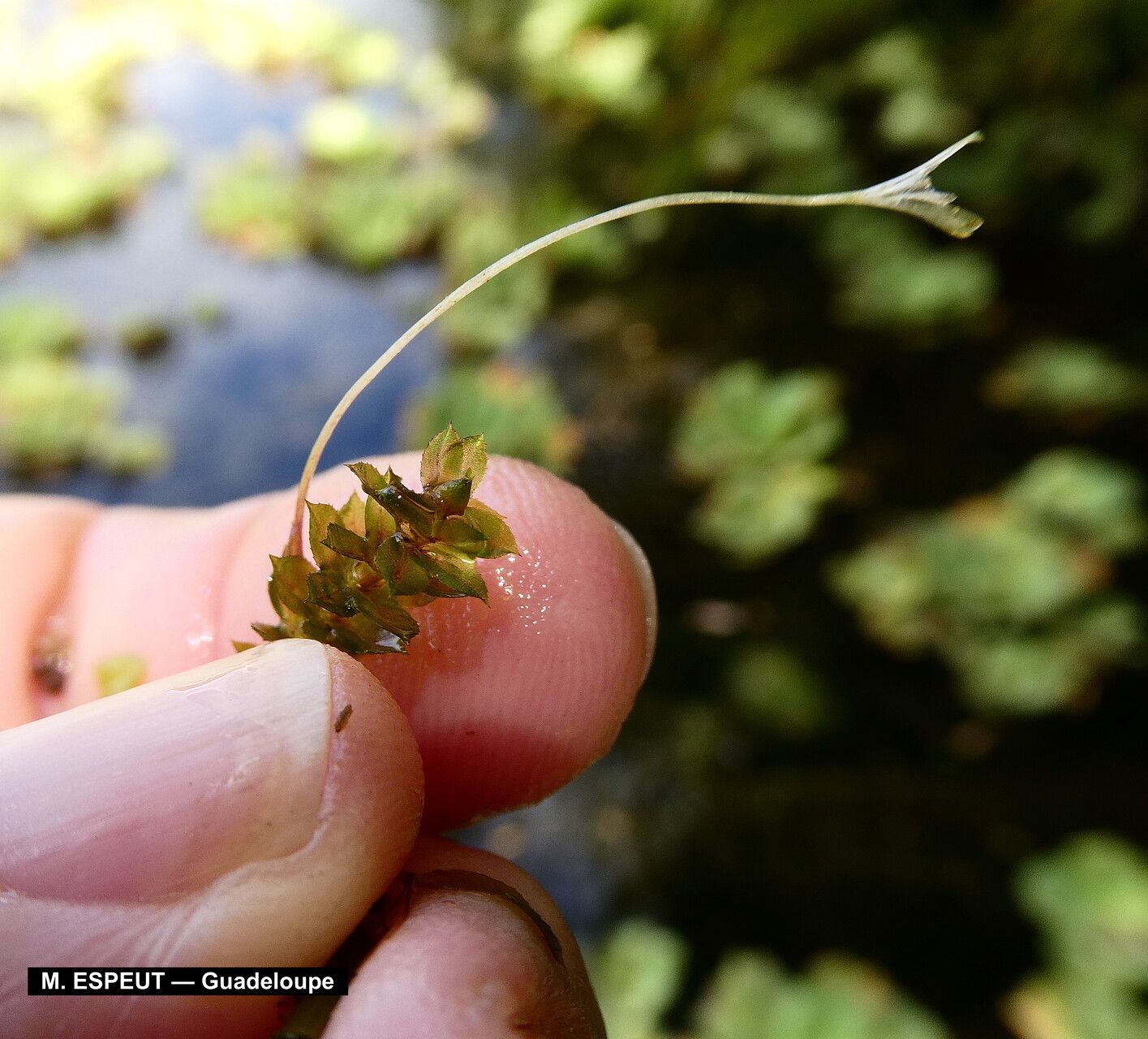 Hydrilla verticillata flower