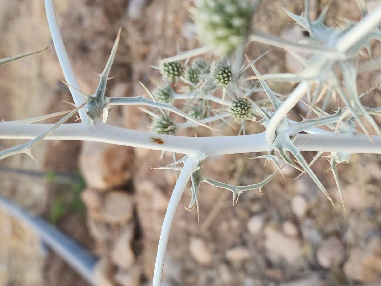 Eryngium billardierei bark