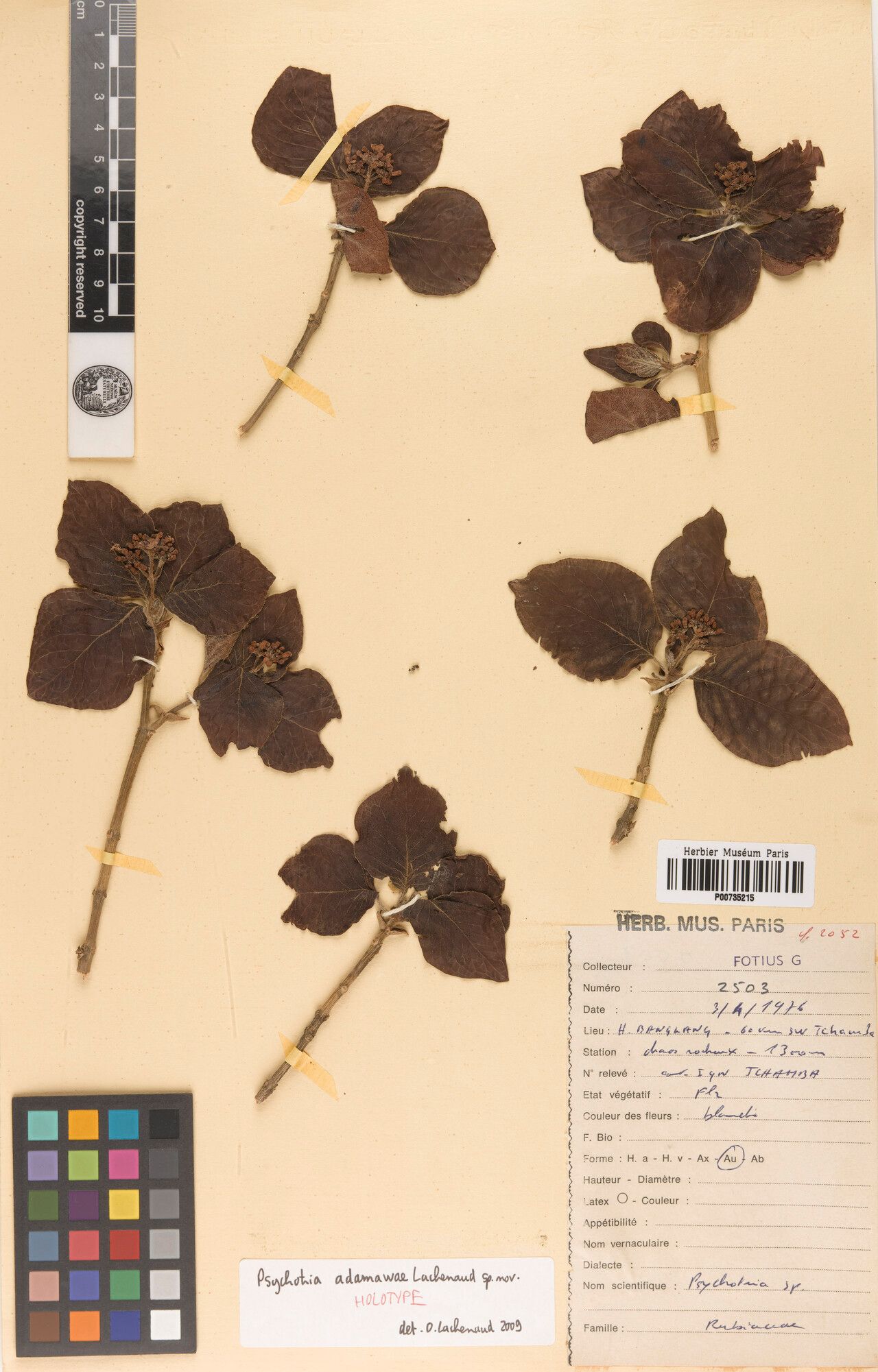 Psychotria adamawae — related species from the same genus