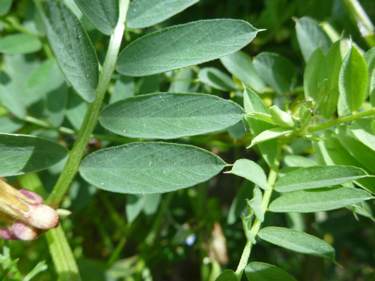 Vicia melanops — houseplant care guide