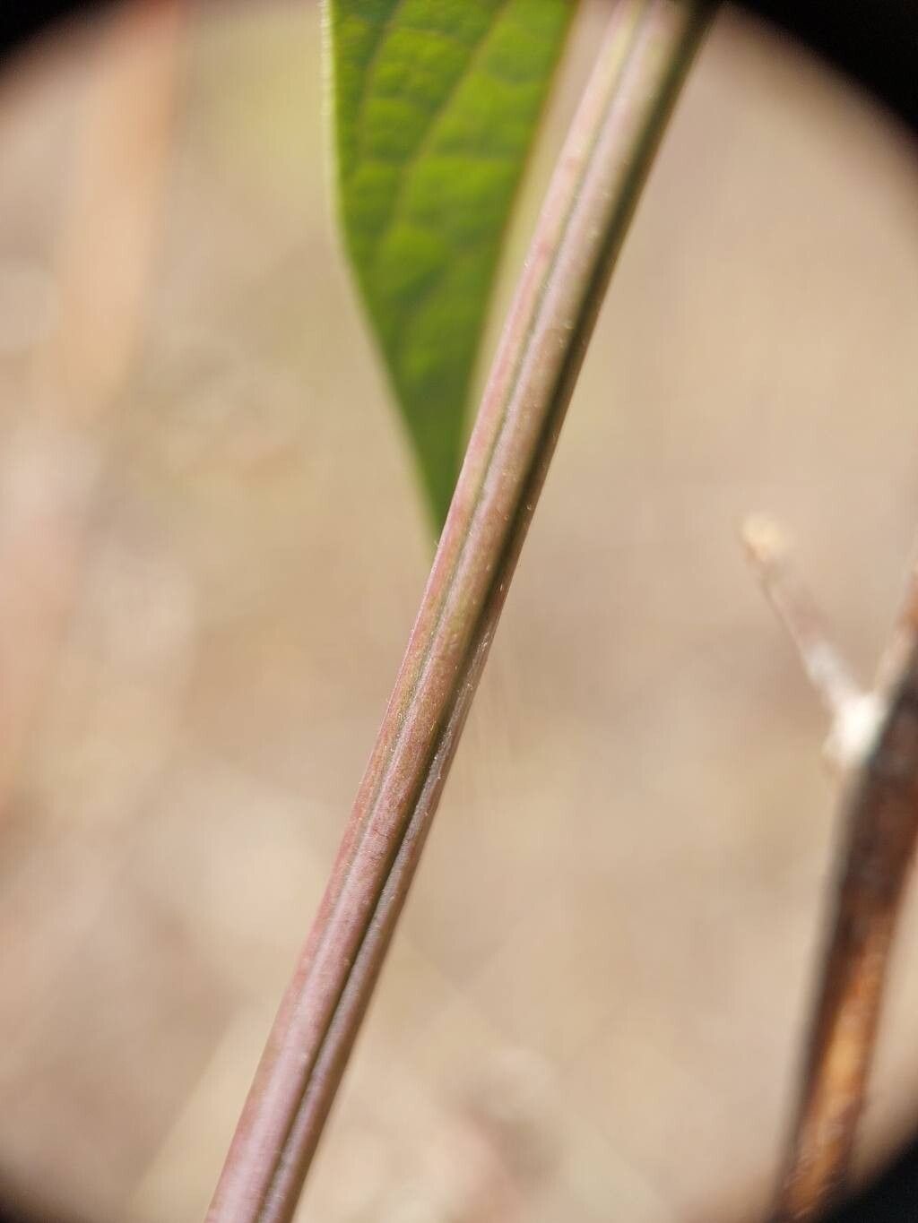 Aristolochia albida other