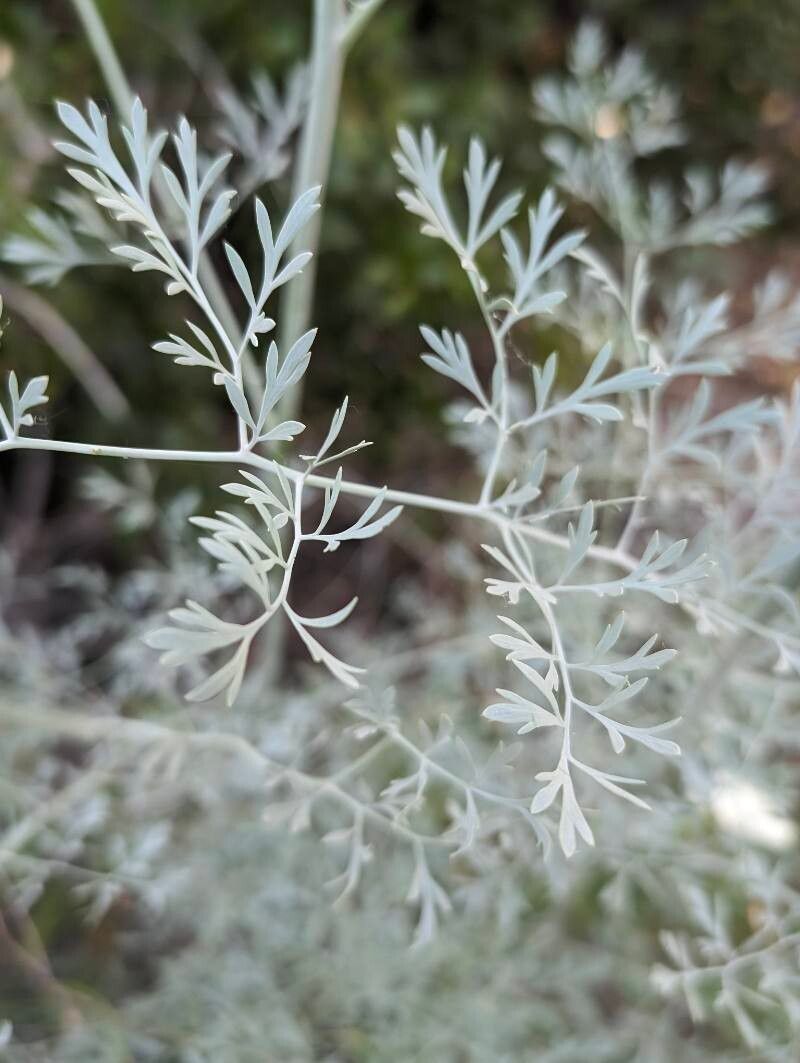 Ehrendorferia chrysantha — search result for 'Dicentra'