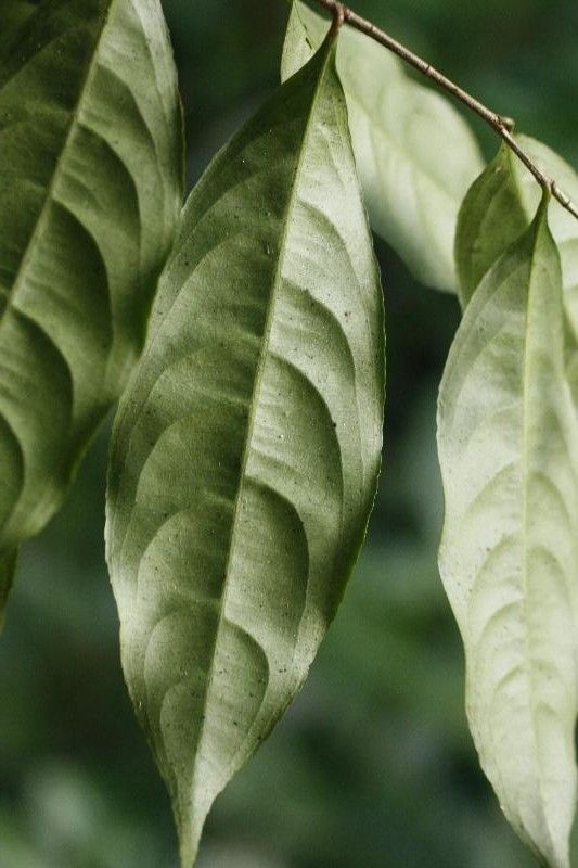 Ouratea melinonii — houseplant care guide