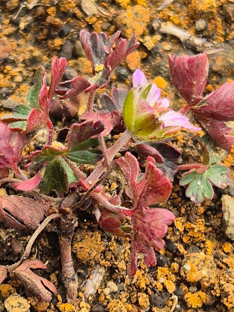 Geranium kilimandscharicum — houseplant care guide