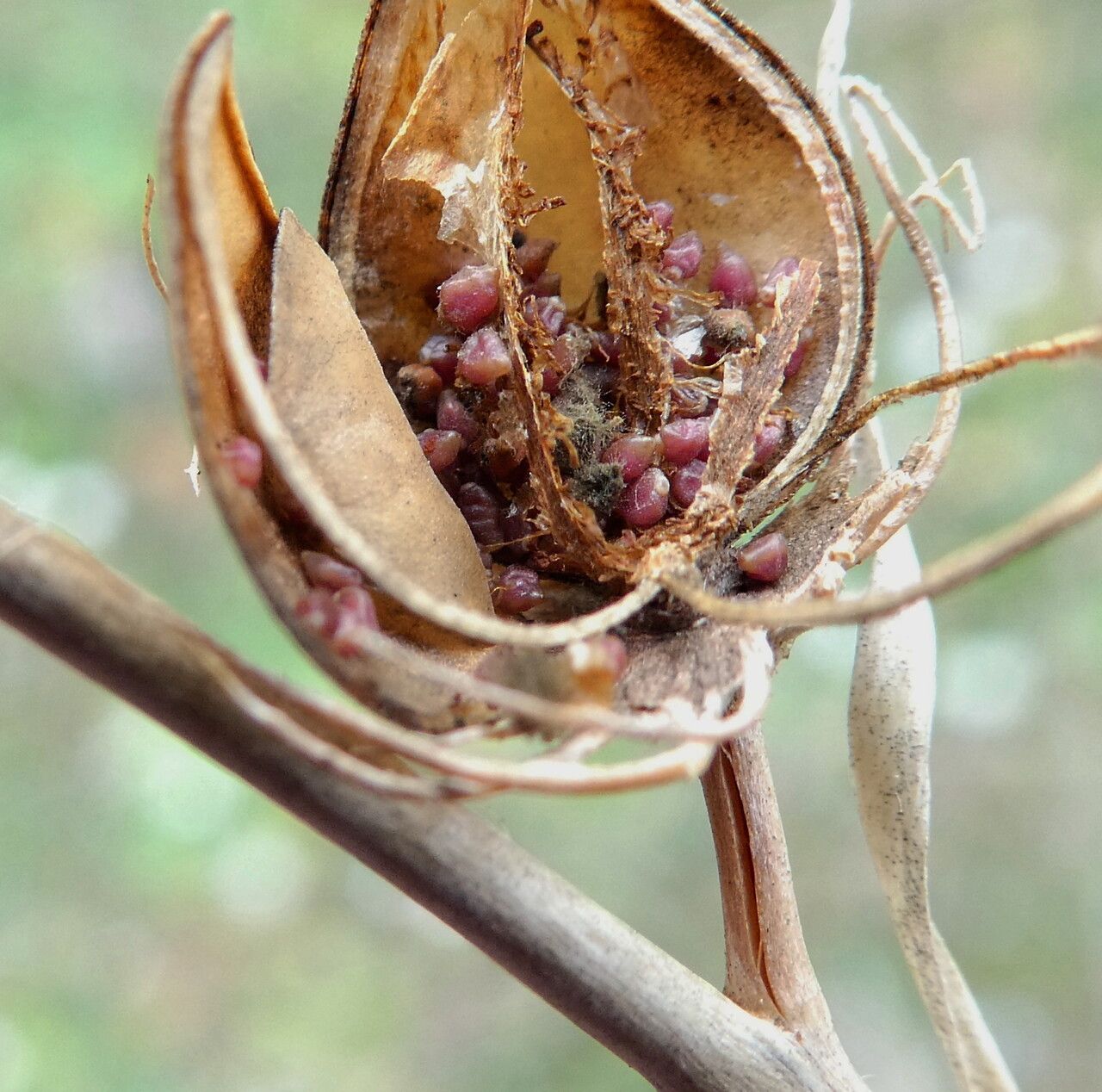 Helianthemum ledifolium fruit