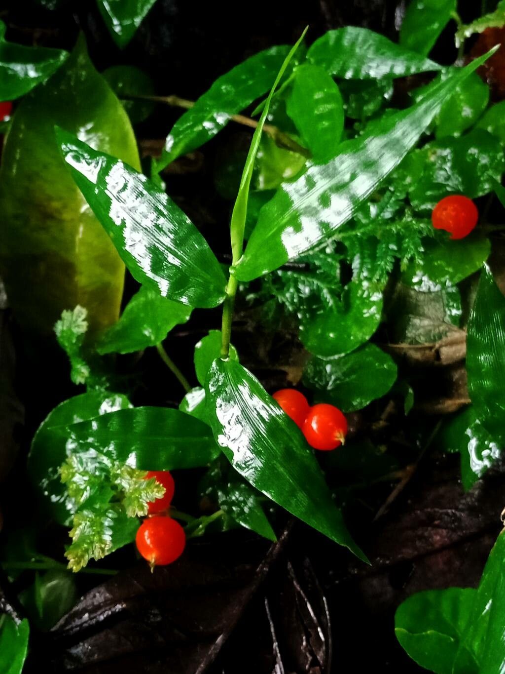 Centotheca lappacea — houseplant care guide