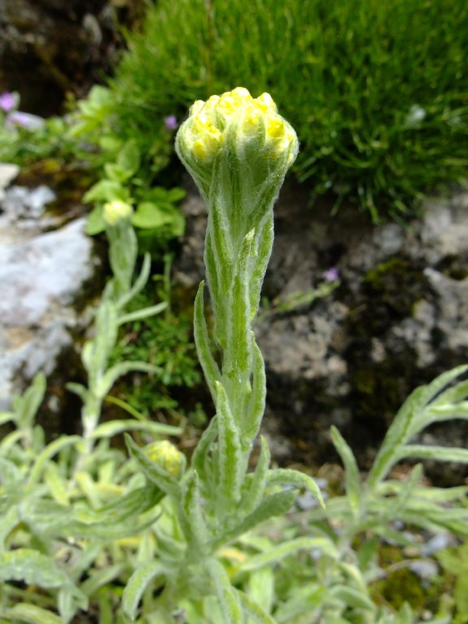 Helichrysum graveolens flower