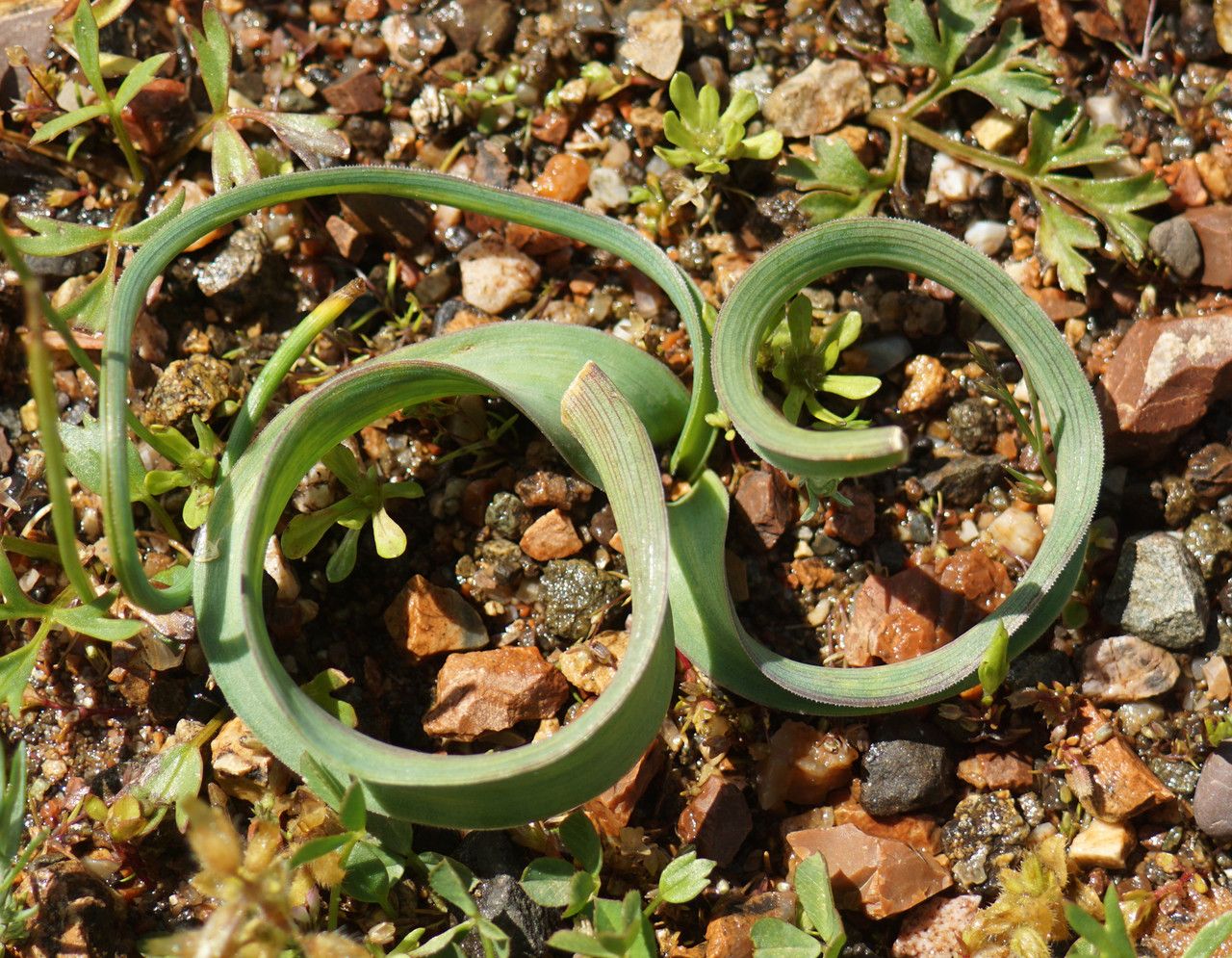 Bellevalia trifoliata habit