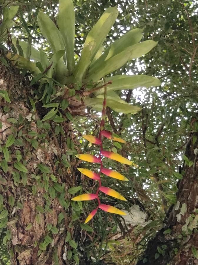 Vriesea psittacina — search result for 'Vriesea'