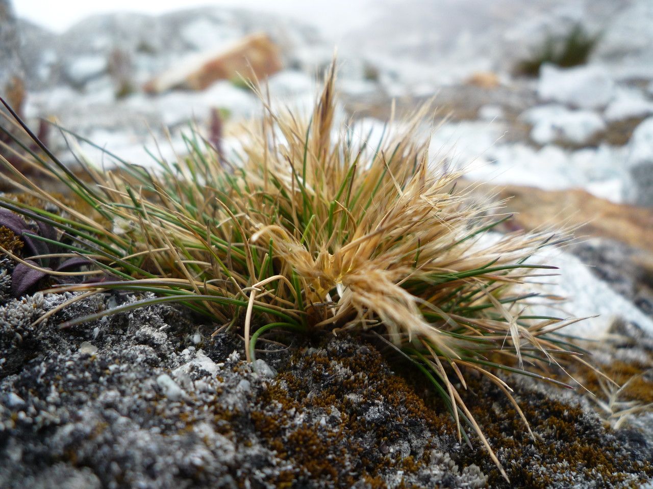 Festuca floribunda habit