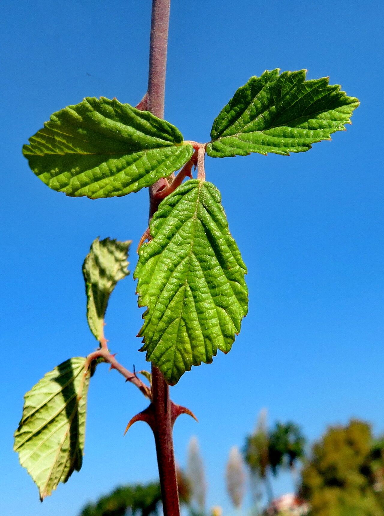 Rubus creticus — houseplant care guide