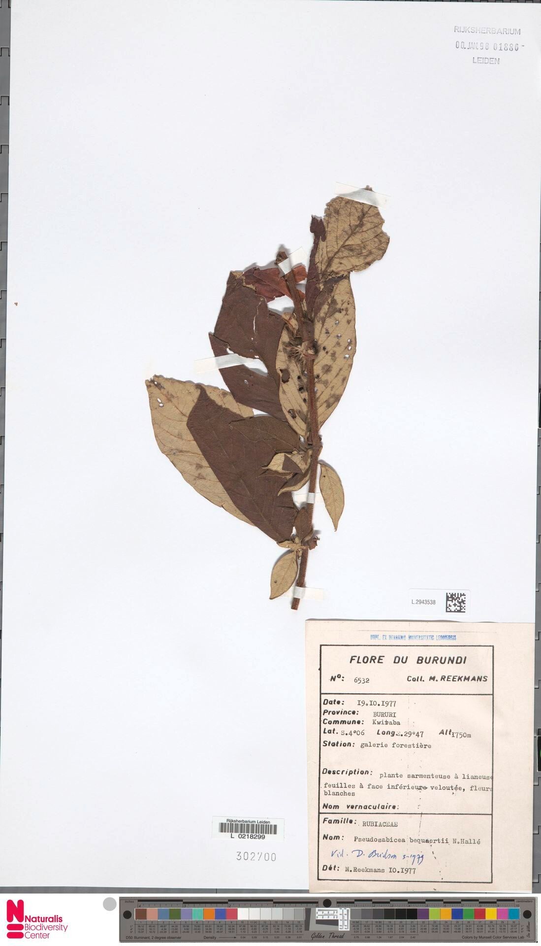 Sabicea becquetii — houseplant care guide