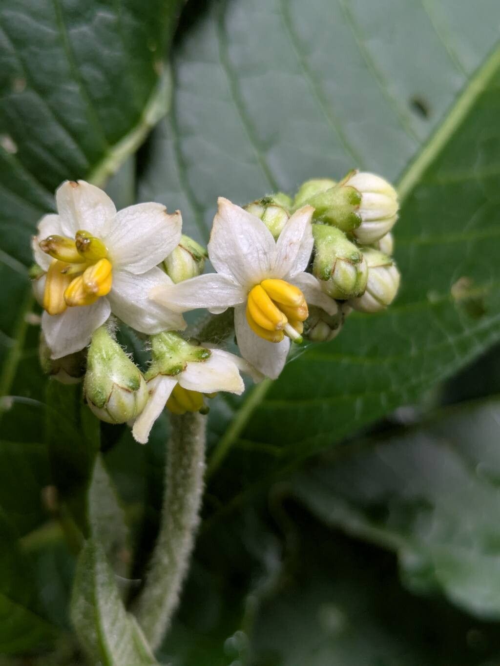 Solanum oblongifolium — houseplant care guide
