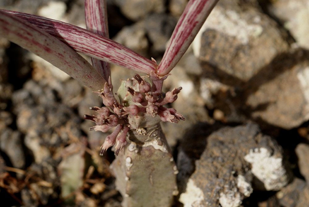 Caralluma burchardii other