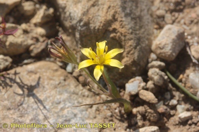 Gagea lusitanica — search result for 'Gagea'