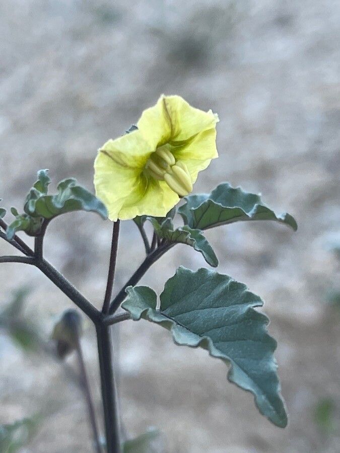 Physalis crassifolia flower