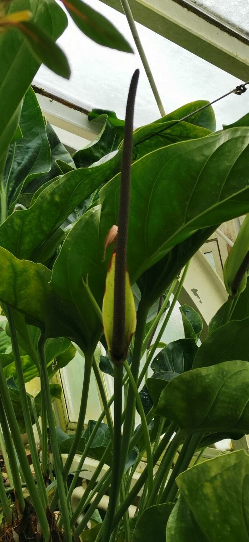 Anthurium wagenerianum habit