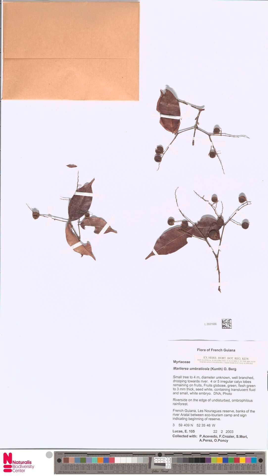 Myrcia umbraticola fruit