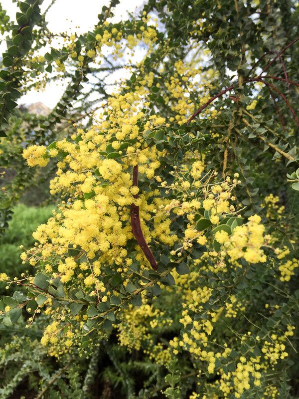 Acacia pravissima flower
