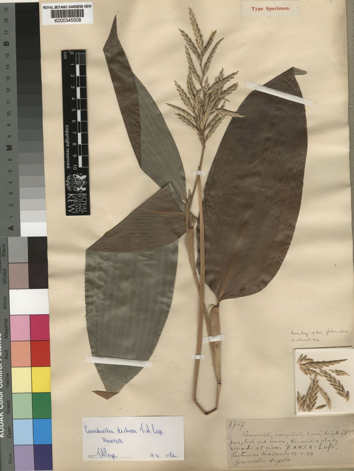 Guaduella dichroa — search result for 'Dichroa'