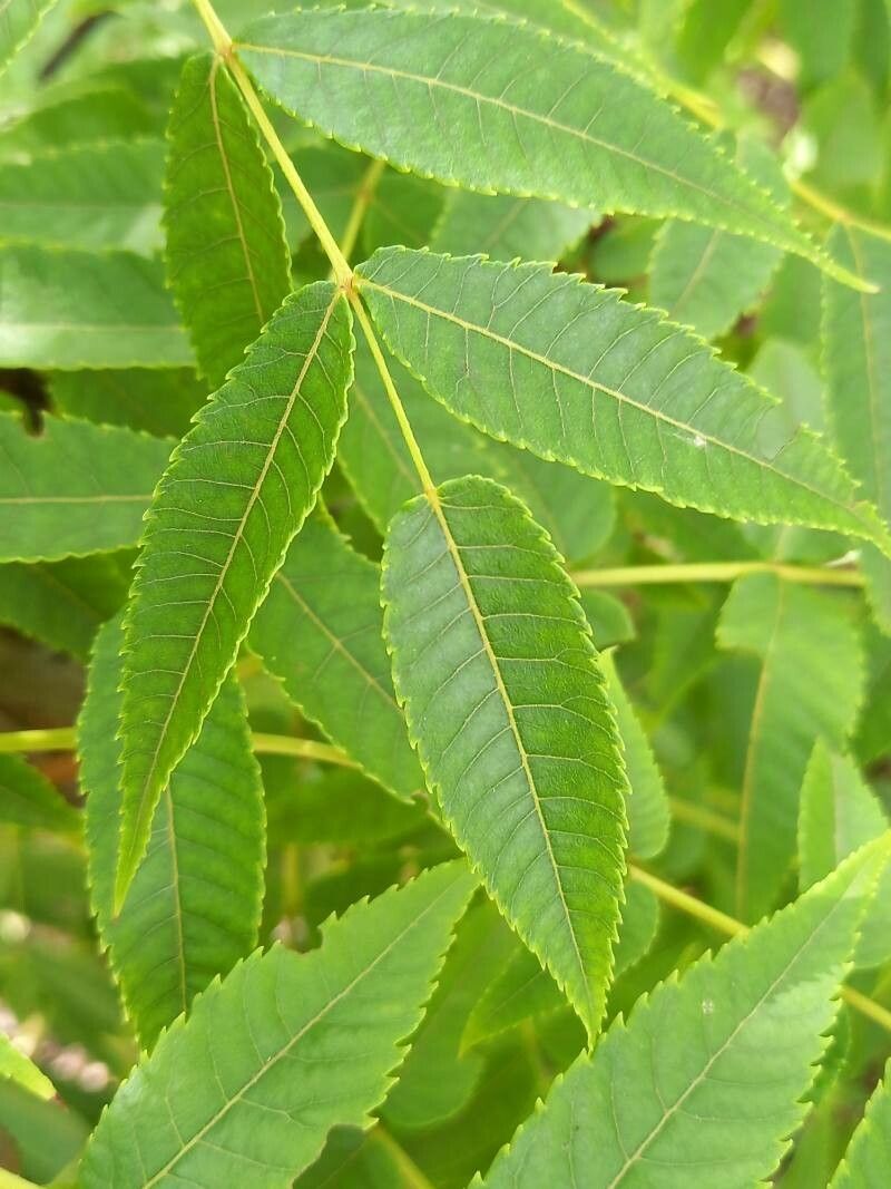 Platycarya strobilacea leaf