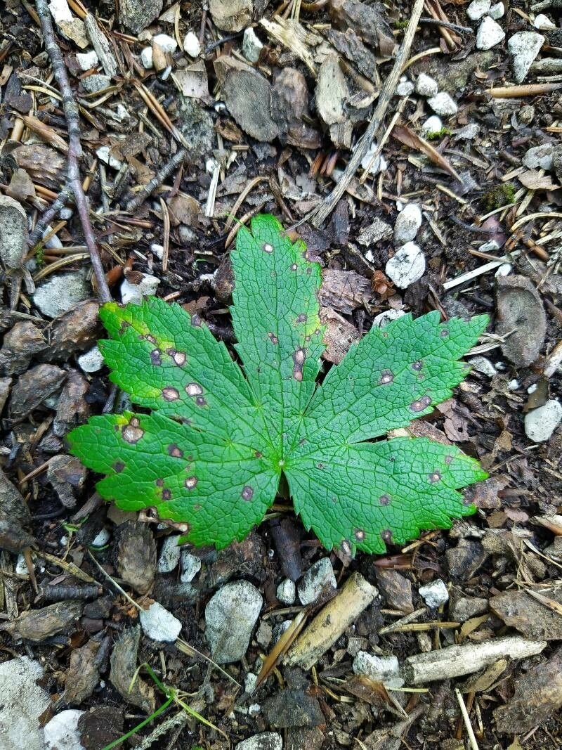 Astrantia carniolica