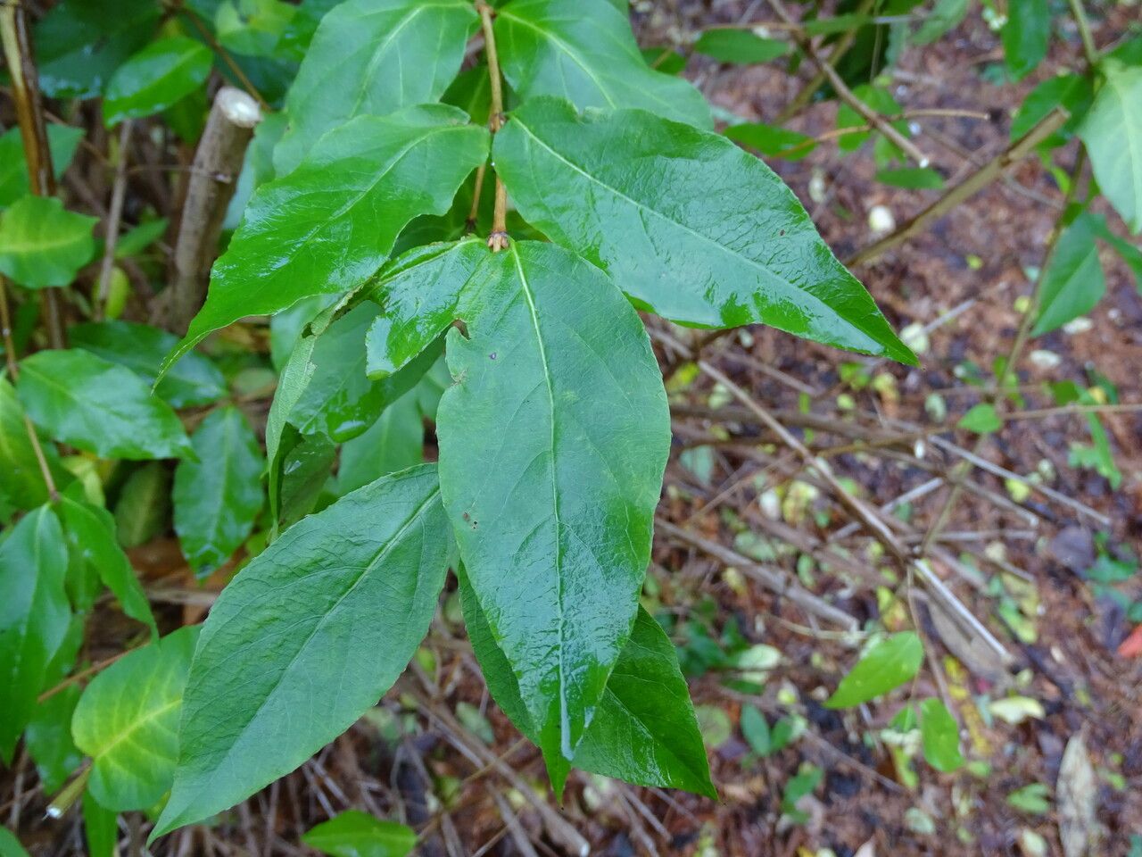 Lonicera standishii — search result for 'Lonicera'