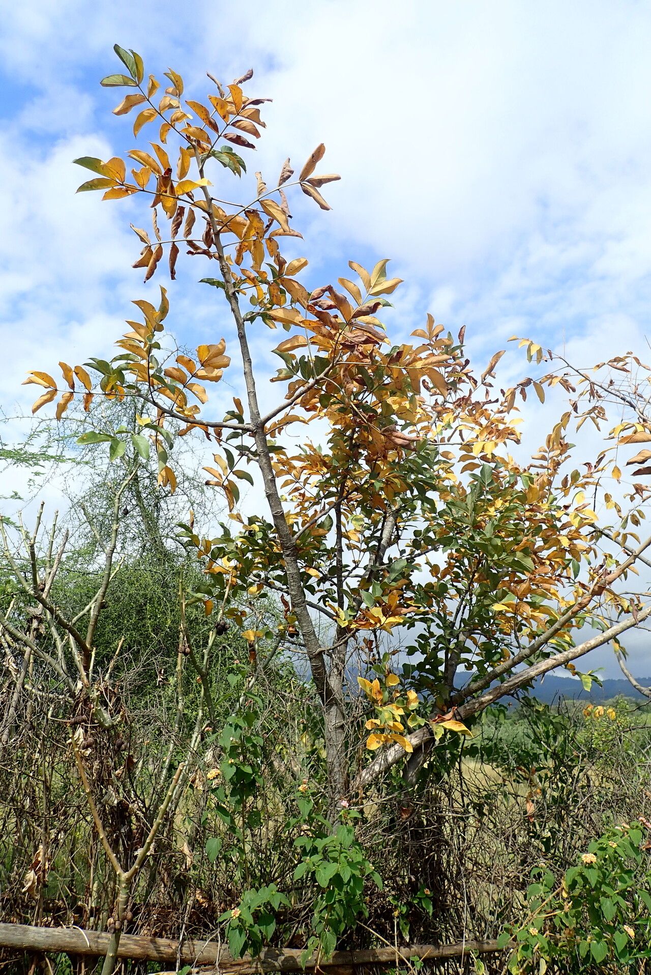 Lannea barteri habit