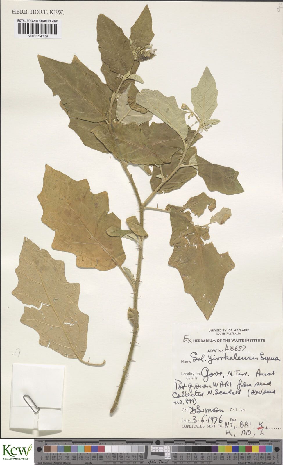 Solanum yirrkalense — houseplant care guide