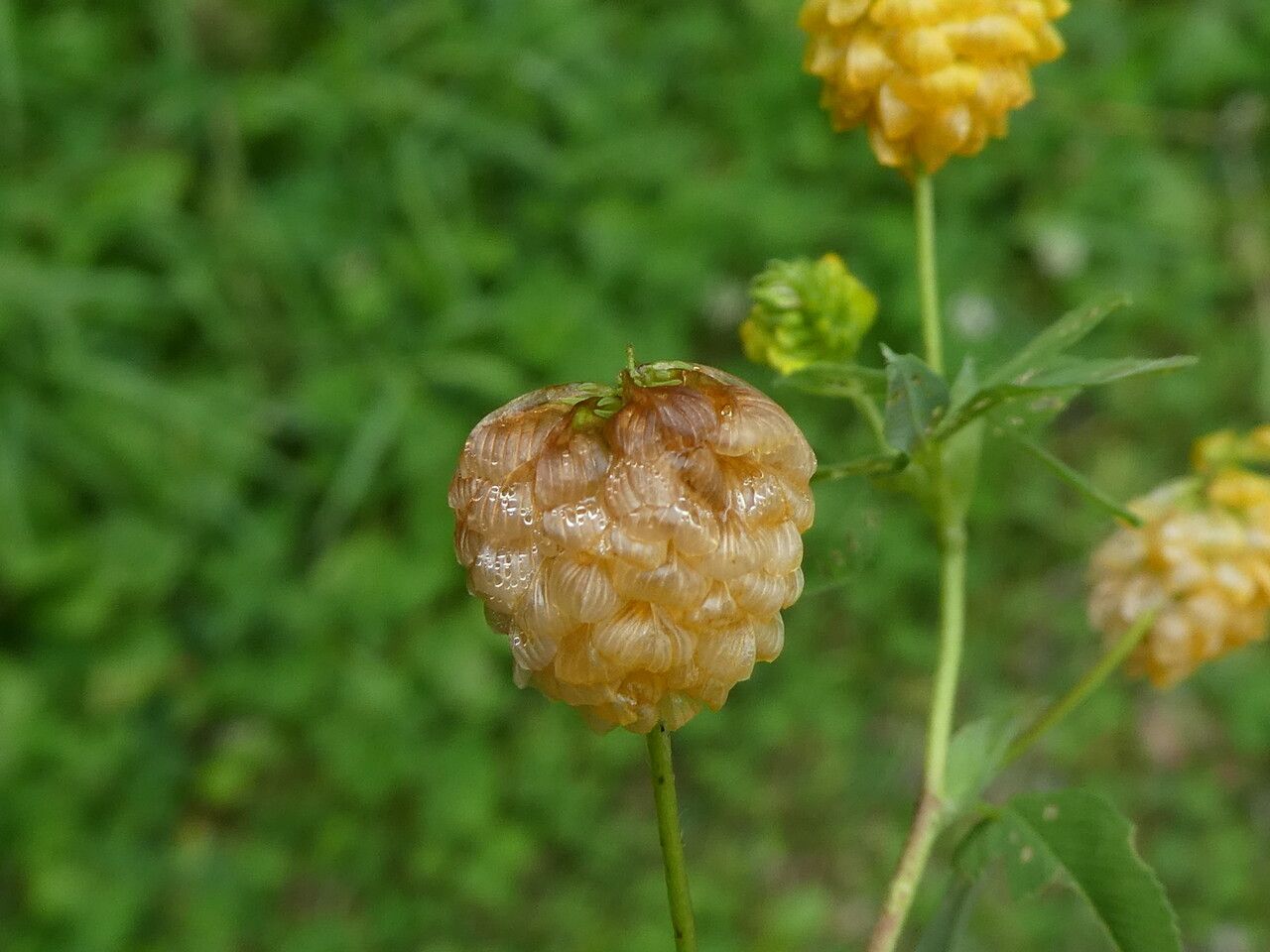 Trifolium aureum fruit