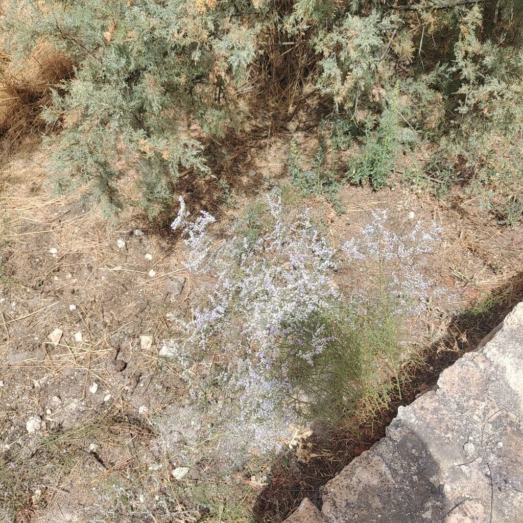 Limonium toletanum flower