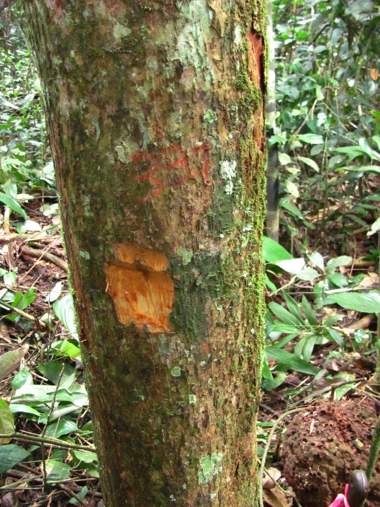 Fernandoa adolfi-friderici bark