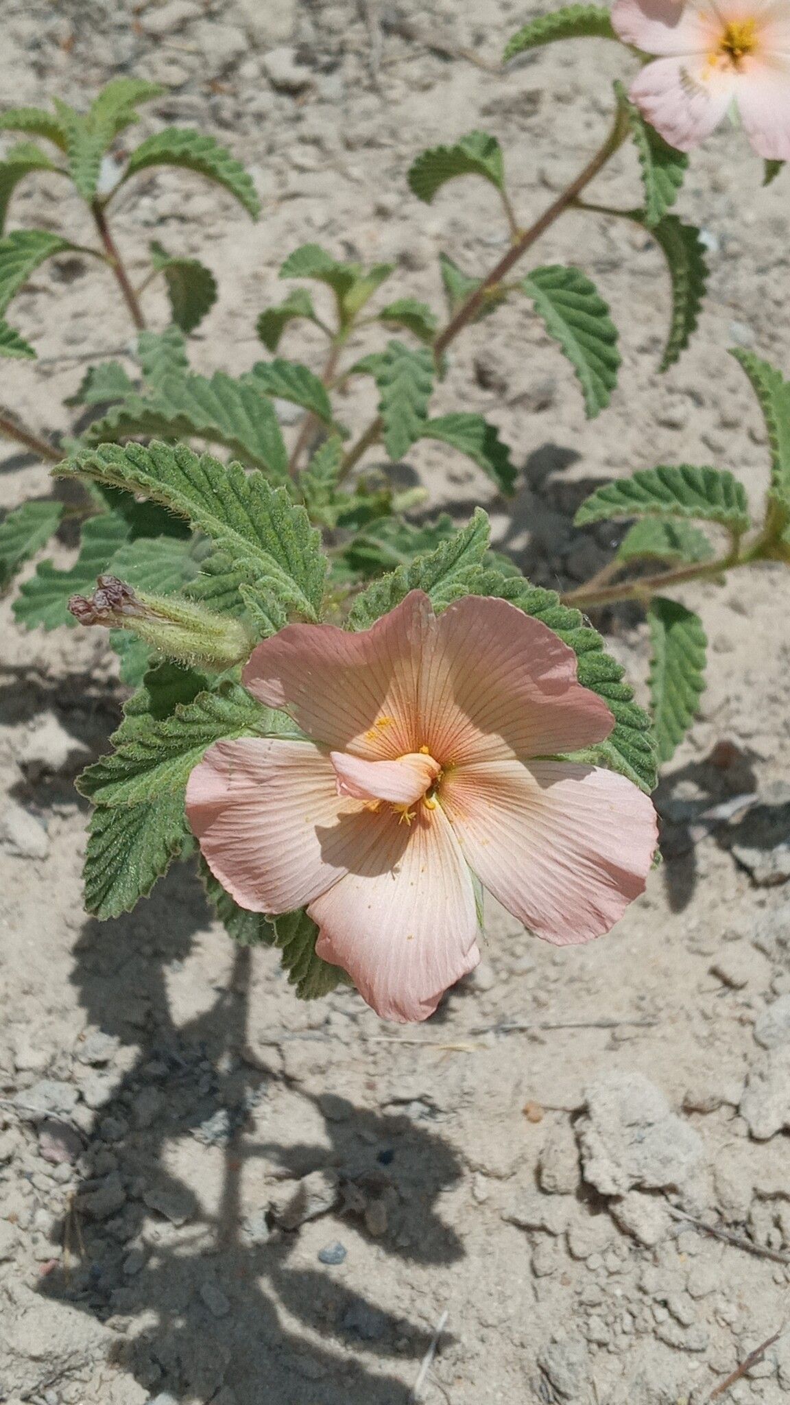 Piriqueta guianensis habit