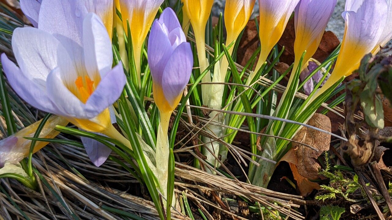 Crocus versicolor — search result for 'France'