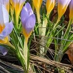 Crocus versicolor