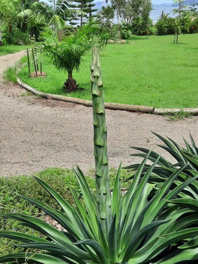 Agave desmettiana flower