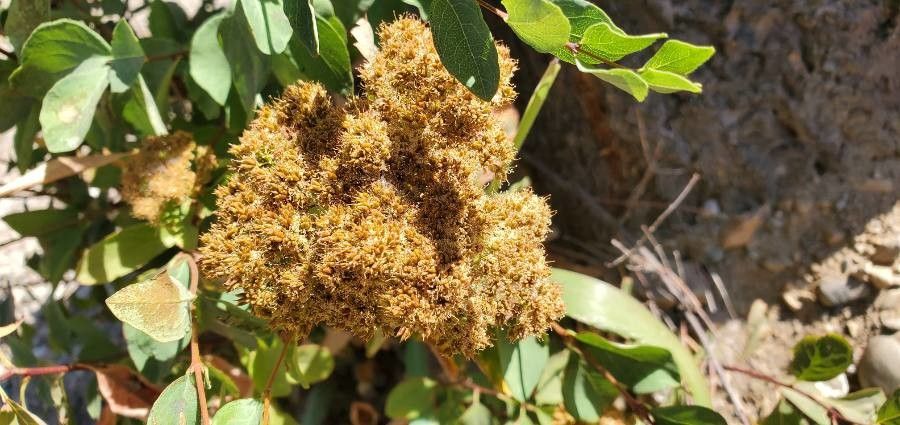 Spiraea splendens flower