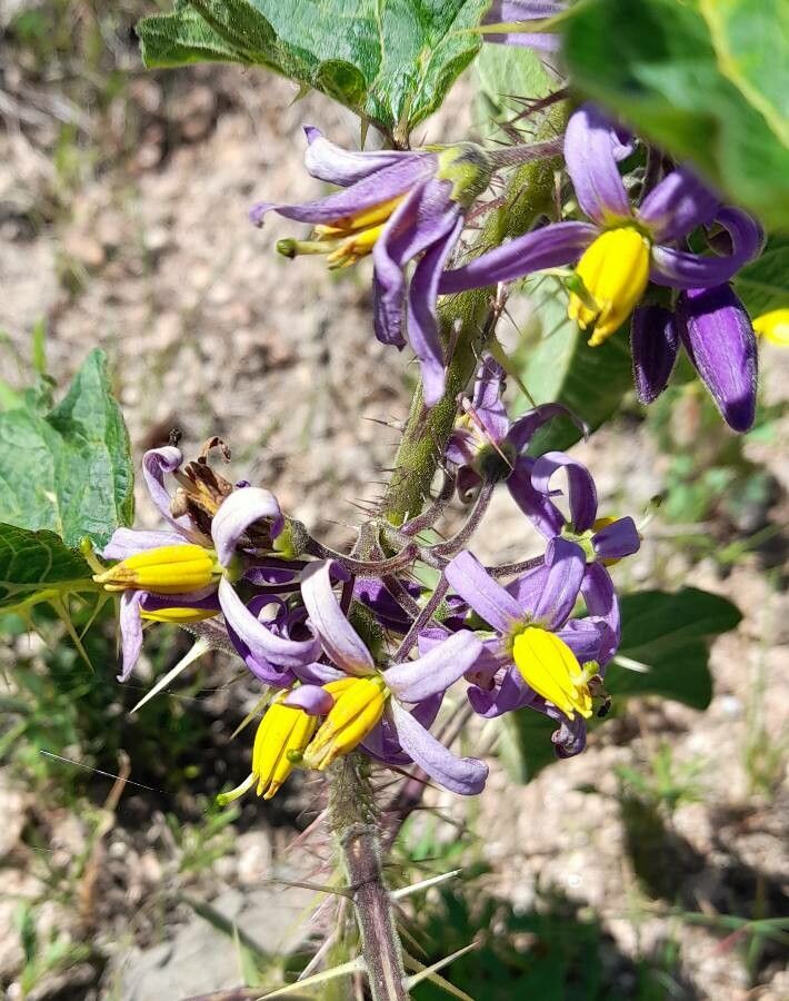 Solanum palinacanthum flower