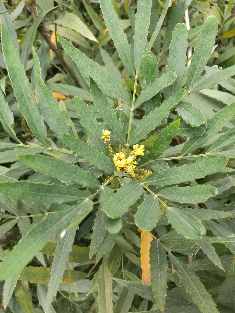 Mahonia fortunei — search result for 'Mahonia'