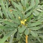 Mahonia fortunei