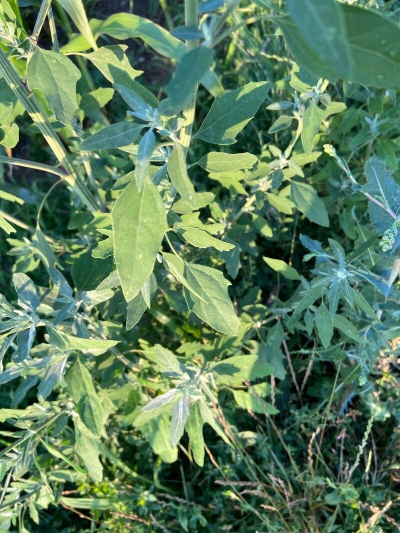 Chenopodium pratericola — search result for 'Chenopodium'