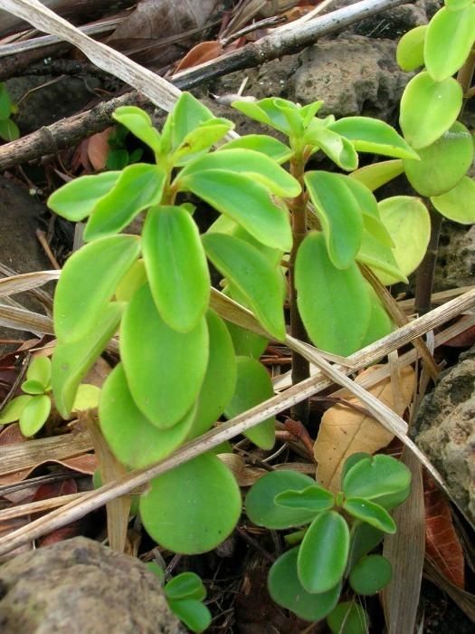 Peperomia humilis habit