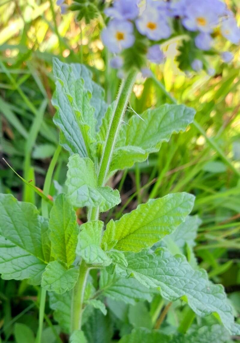 Heliotropium nicotianifolium — search result for 'Heliotropium'