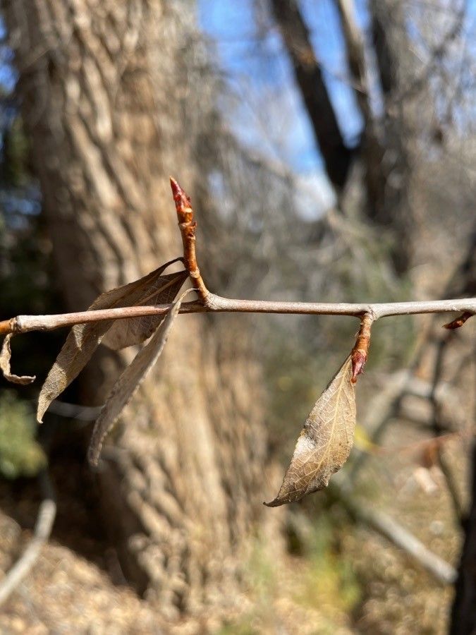 Populus angustifolia