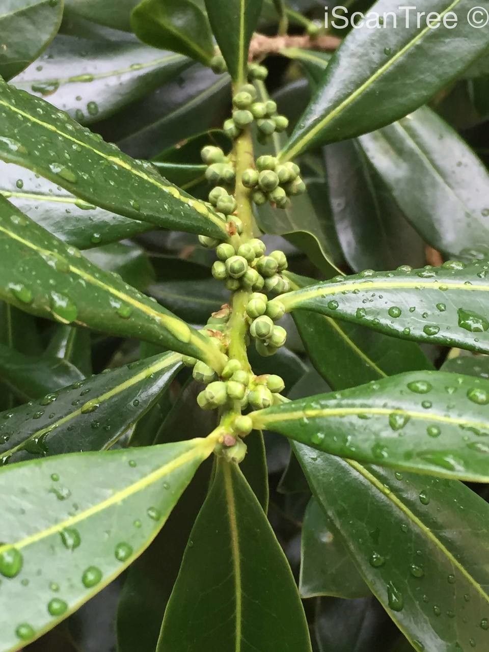 Warburgia salutaris fruit
