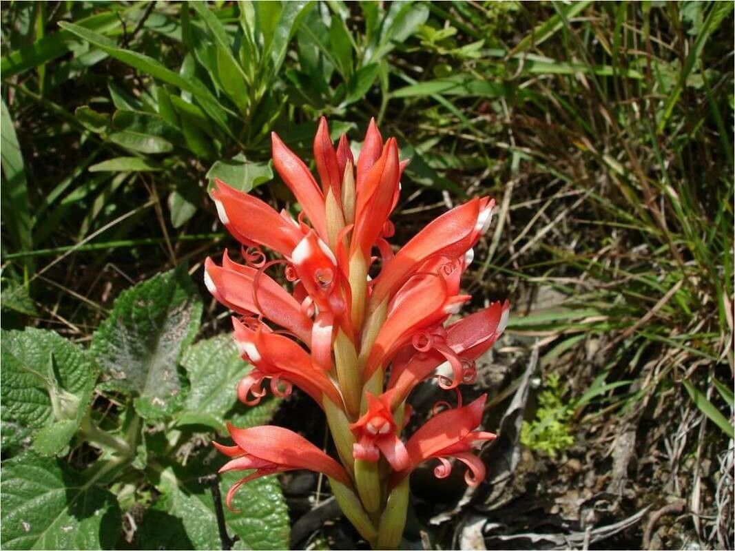 Dichromanthus cinnabarinus — search result for 'Guatemala'
