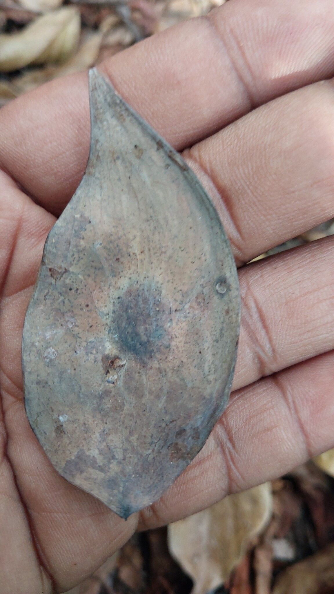 Dalbergia davidii fruit